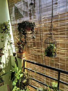 some plants are hanging from the ceiling in front of a bamboo wall with vertical blinds