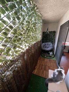 a cat standing on top of a wooden floor next to a green screen door and window