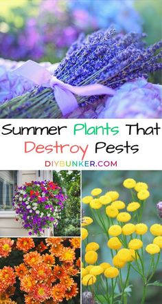 different types of flowers and plants with text overlay that reads summer plants that destroy pests