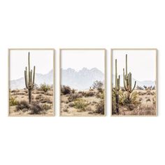 three framed pictures of cactus in the desert