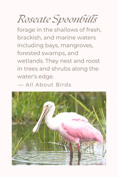 a pink and white bird standing in water next to green grass with quote about roscate spoonbills