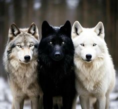 Wolf Shifter Aesthetic, Yukon Wolf, Wolf With Red Eyes, Sharp Eyes, Winter Wolves, Scary Dogs