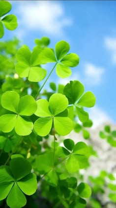 some green leaves are in front of a blue sky