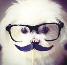 a white dog wearing glasses and a fake moustache