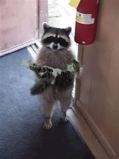 a raccoon is standing in front of a door and wearing a lei around its neck