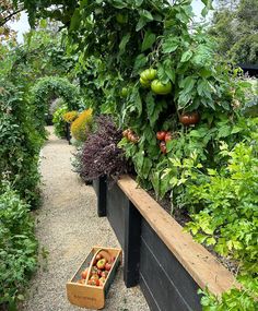 there are many fruits and vegetables growing on the trees in this garden, including tomatoes