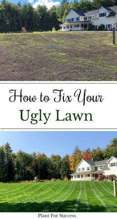 how to fix your ugly lawn in the fall or early summer months - click here