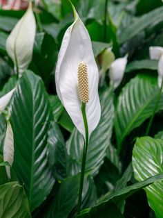 a white flower with green leaves in the background