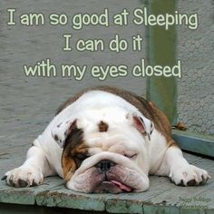 a brown and white dog laying on top of a wooden floor next to a fence