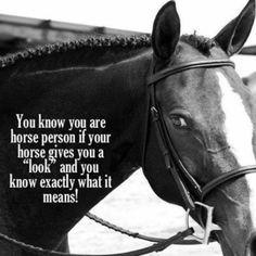 black and white photograph of a horse with a quote on the bridle that says, you know you are horse person if your horse gives you a look and you know exactly what it means