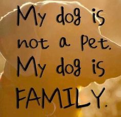 a dog that is sitting down with the words my dog is not a pet, my dog is family