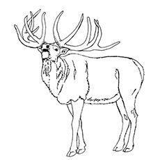 a drawing of a deer with large antlers