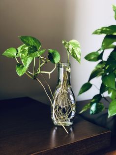 a plant in a glass vase sitting on a table next to a potted plant