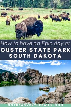 bison and buffalo grazing in the grass with text overlay reading how to have an epic day at custer state park south dakota