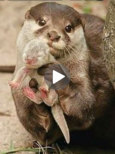 an otter holding its baby in it's arms