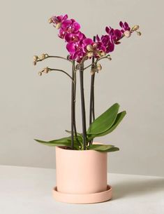 purple orchids are in a white pot on a gray surface with green leaves and stems