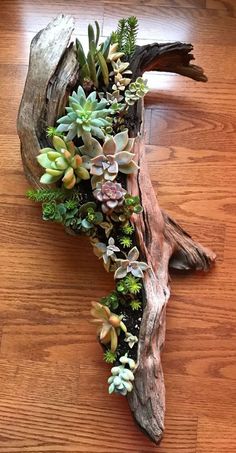 an arrangement of succulents and other plants on a piece of driftwood