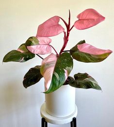 a potted plant with pink and green leaves on a white table next to a wall