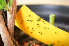 a yellow piece of paper stuck to the side of a tree with ants crawling on it