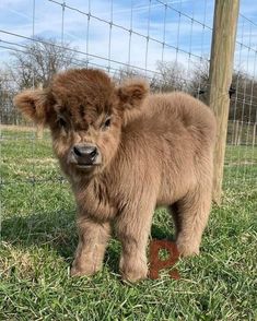 a small brown calf standing on top of a lush green field