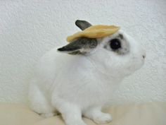 a white rabbit with a yellow hat on its head