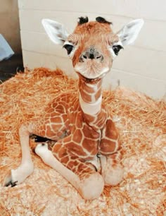 a baby giraffe is sitting on some hay