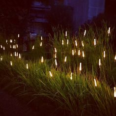 some lights that are glowing in the grass