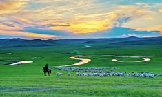 a man riding on the back of a horse across a lush green field with sheep