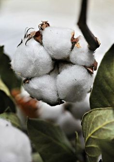 the cotton plant is ready to be picked from the tree in the fall or winter