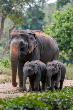 an adult elephant and two baby elephants walking together