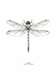 a black and white drawing of a dragonfly