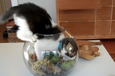 a black and white cat sitting in a glass vase filled with plants on top of a table