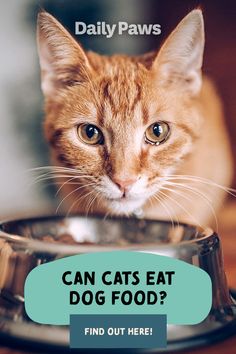 an orange cat sitting in front of a bowl with the caption how much should i really feed my cat? find out here