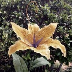 a large yellow flower sitting on top of a lush green field