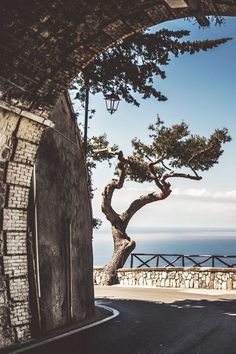 a tree that is growing out of the side of a building next to an ocean