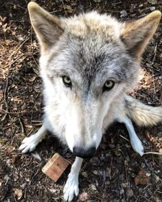 a wolf laying on the ground with his head turned to the side and eyes wide open