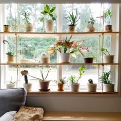 a cat sitting on a couch in front of a window filled with potted plants