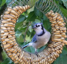 a blue jay perches on a bird feeder made out of wicker and peanuts