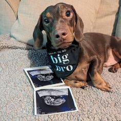 a dachshund dog wearing a bandana laying on the floor next to some photos