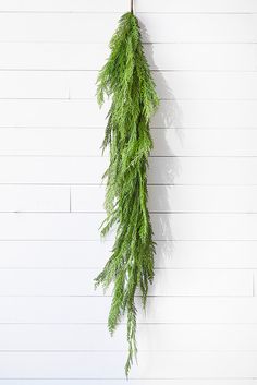 a green plant hanging from the side of a white wall