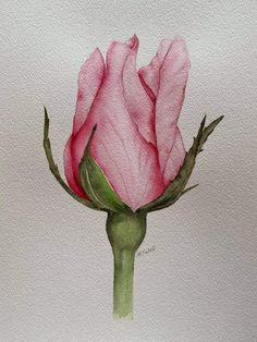 a watercolor painting of a pink rose