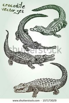 three crocodiles in different positions on a light green background with the words crocodile set