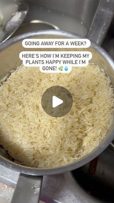 Asiya J on Instagram: "Did you know that using washed rice water 1-2 times a WEEK can work wonders for your plants? 

🌿 It’s packed with nutrients like nitrogen, potassium, and phosphorus that help promote lush growth and vibrant leaves. Plus, it’s a great way to recycle and make the most of what you have at home!

✨ Benefits:

	•	Provides essential nutrients
	•	Improves soil health
	•	Supports strong, healthy growth

🍀 Bonus Tip: Add a teaspoon of baking soda to your rice water to slightly raise soil pH, perfect for plants that prefer less acidic conditions. Just use this mix ONCE A MONTH for best results!
🌿 Mixing Ratio: Combine 1 cup of washed rice water with 1 teaspoon of baking soda.

Make rice water a part of your plant care routine and watch your indoor jungle thrive! 🌿💚

👉 FO Plants Hacks, Plant Care Houseplant, Rice Water, Soil Ph, Ways To Recycle, Indoor Jungle, Soil Health