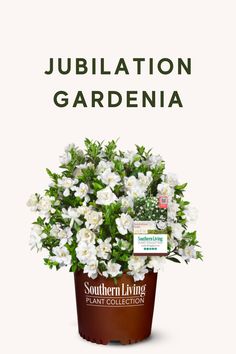 a potted plant with white flowers in it and the words jubilation gardenia