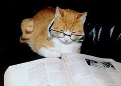 an orange and white cat wearing glasses reading a book