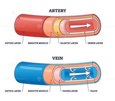 an image of different types of tubes labeled in the text below, and labelled in the diagram below