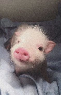 a small white pig laying on top of a blanket