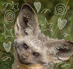 a small dog is looking at the camera with hearts and stars drawn on it's face