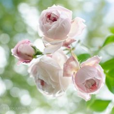 pink flowers are blooming in the sunlight