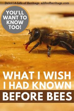 a bee on the ground with text that reads, what i wish i had known before bees